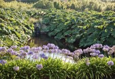 Jardin botanique de Vauville