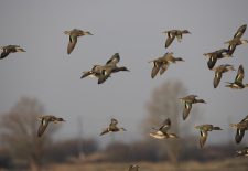 Les oiseaux migrateurs de la Réserve de Beauguillot