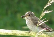 Club nature « Les oiseaux »